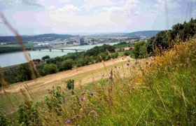 Blick auf eine Landschaft mit Fluss, Br&uuml;cke und Stadt im Hintergrund, im Vordergrund bl&uuml;hende Wiesen.