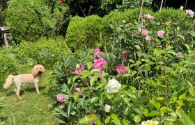 Ein Hund steht in einem bl&uuml;henden Garten mit Rosen und B&uuml;schen.
