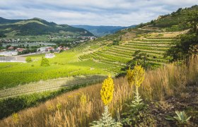 Naturschutzgebiet Hoehereck mit Koenigskerze bei Duernstein, &copy; Pamela Schmatz