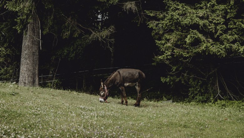 Ein Esel grast auf einer Wiese vor einem dichten Wald.
