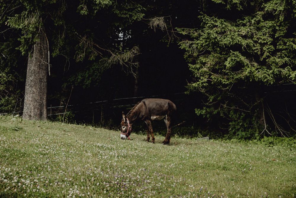 Ein Esel grast auf einer Wiese vor einem dichten Wald.