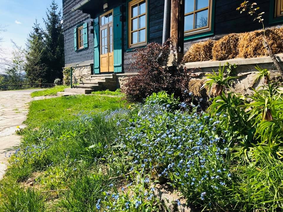 Ein Haus mit grünen Fensterläden und einer Holzveranda, umgeben von blühenden Vergissmeinnicht und grüner Vegetation.