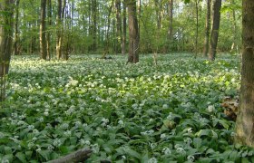 Fr&uuml;hling im Nationalpark Donau-Auen, &copy; &Ouml;BF Archiv