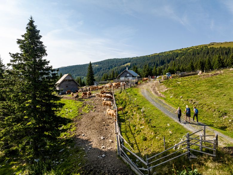 Berglandschaft mit Kühen, Wanderern und Hütten auf der Marienseer Schwaig.