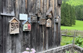 Insektenhotels an Holzwand im Kr&auml;utergarten Kanlehen.