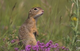 perchtoldsdorfer-heide_-ziesel01_copyright-_freunde-der-perchtoldsdorfer-heide-h-schaefer, &copy; Freunde der Perchtoldsdorfer Heide _ H. Sch&auml;fer