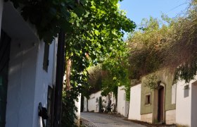 Kopfsteinpflasterstra&szlig;e in einer Kellergasse mit Weinreben und wei&szlig;en Geb&auml;uden.