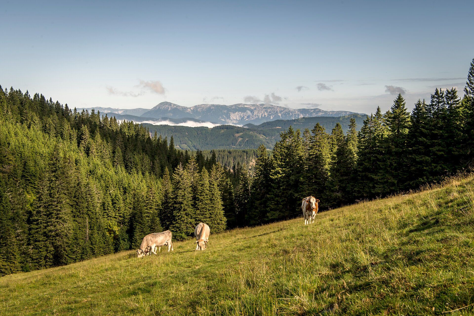 Sanfte Hügel und dichte Wälder umarmen die Weideflächen, auf denen friedlich Kühe grasen. Die majestätischen Berge im Hintergrund verleihen der Szenerie eine atemberaubende Kulisse, die zum Verweilen und Entspannen einlädt. Hier in den Wiener Alpen wird der Sommer zum unvergesslichen Erlebnis der Natur.