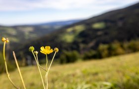 Erlebnisalm Mönichkirchen, © Wiener Alpen in Niederösterreich - Wechsel