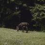 A donkey grazes in a meadow in front of a dense forest.