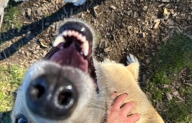 L&auml;cheln auf vier Pfoten, &copy; Huskystadl