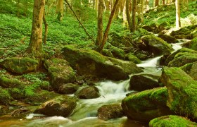 Ein kleiner Bach flie&szlig;t durch einen moosbedeckten Wald mit Felsen und B&auml;umen.