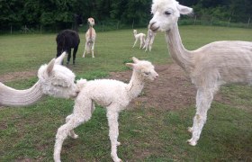 Alpkahof Klosterneuburg, &copy; Alpakahof Klosterneuburg