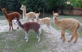 Weinviertel Alpaka, &copy; Weinviertel Alpaka